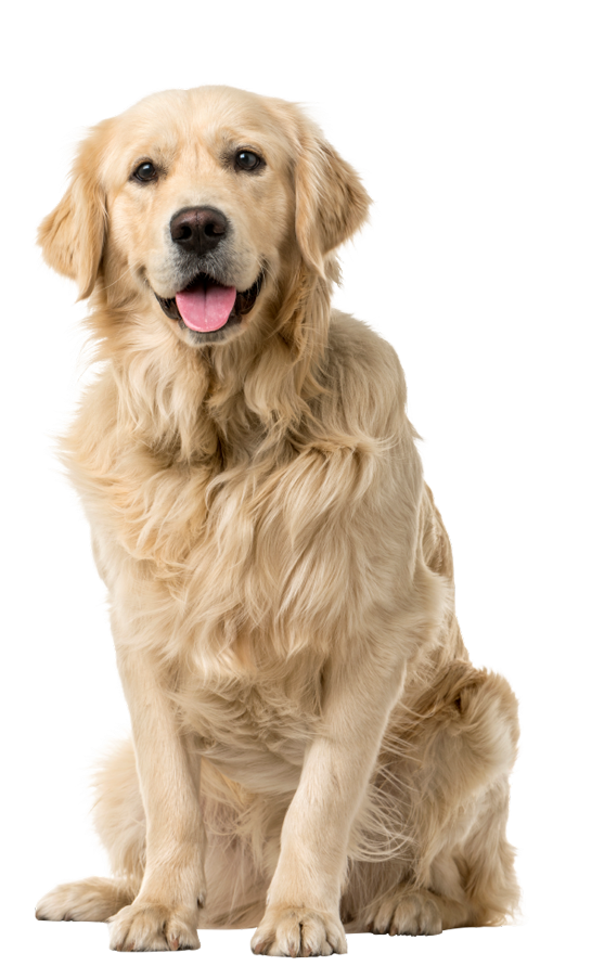 Dog Plus® alimentación para mascotas