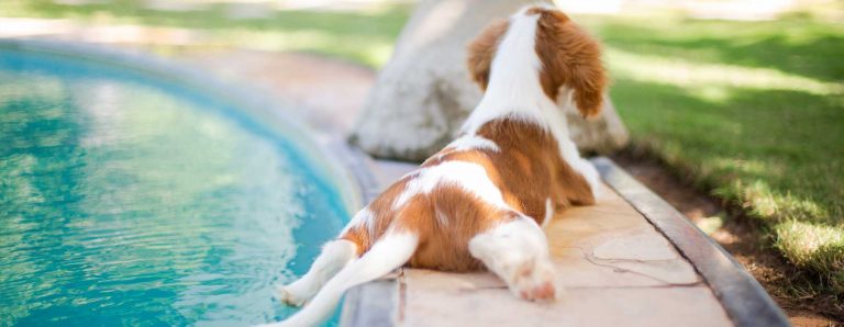 Consejos para refrescar a tu perro en verano