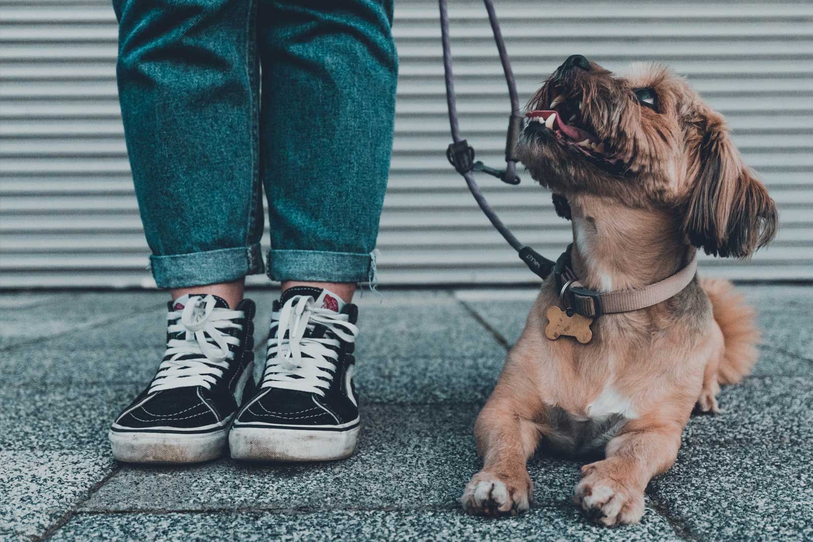 está bien la avena para los perros