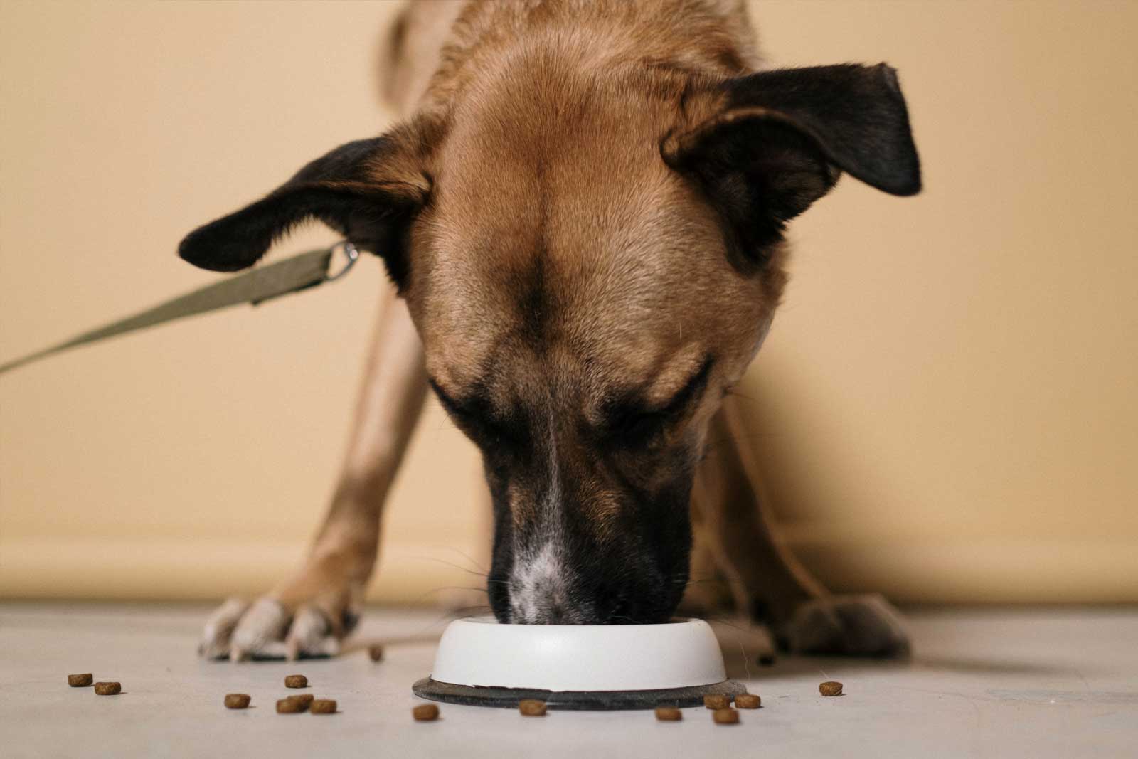 está bien la avena para los perros