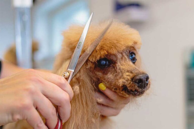 ¿Por qué no debes cortar el pelaje de tu perro en verano?